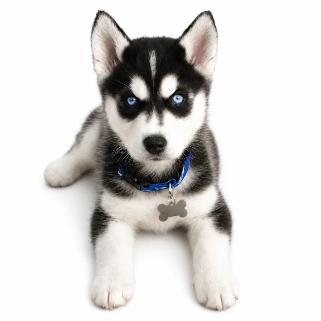 Husky Siberiano foto 3
