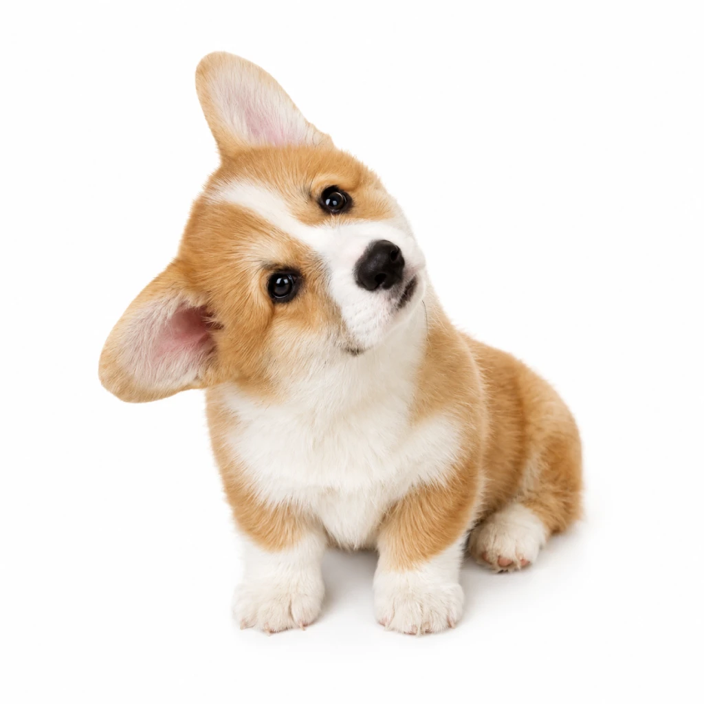 Corgi Galés de Pembroke foto 4