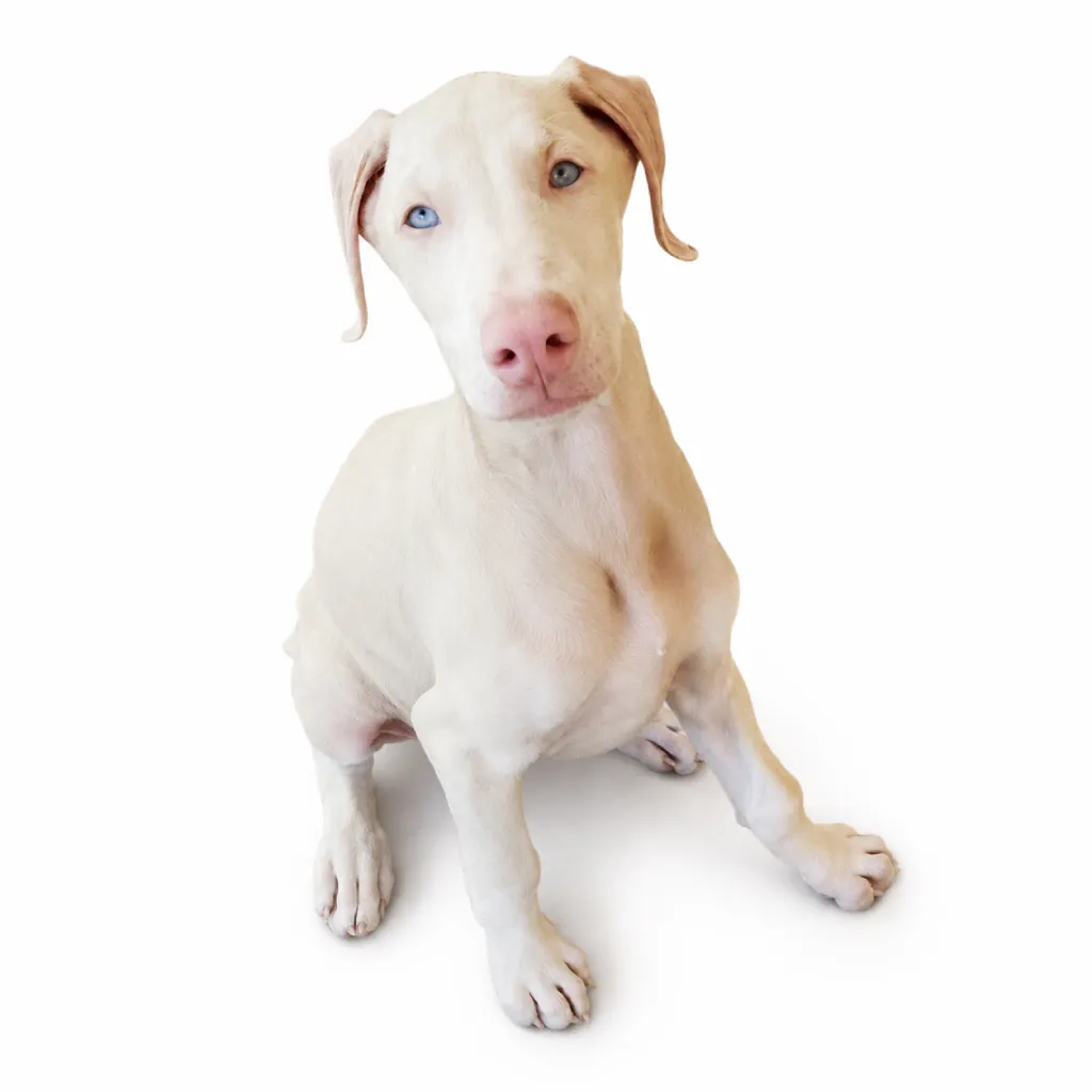 Precio Doberman Pinscher en Colombia 2026