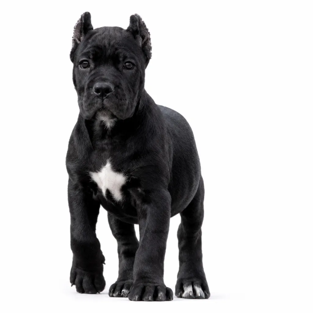 Cachorro Cane Corso en Colombia