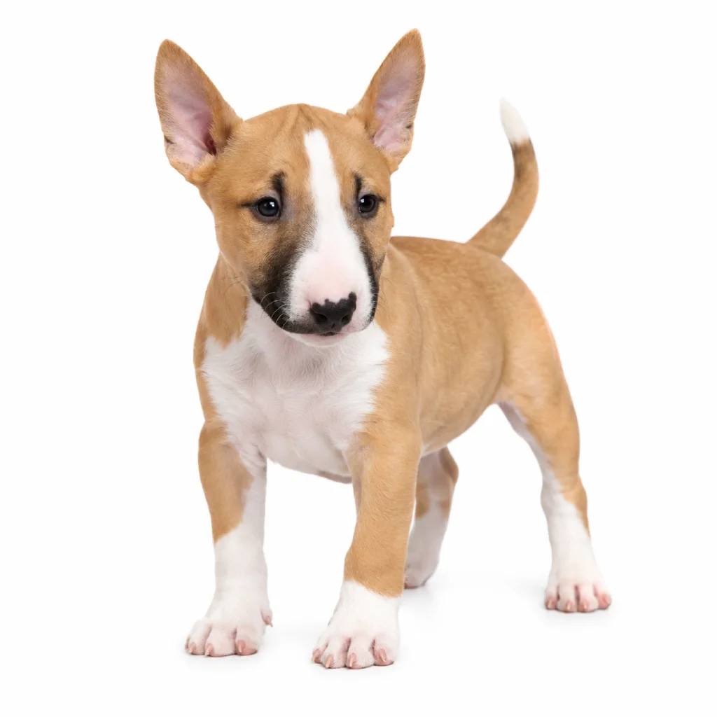 Bull Terrier foto 4