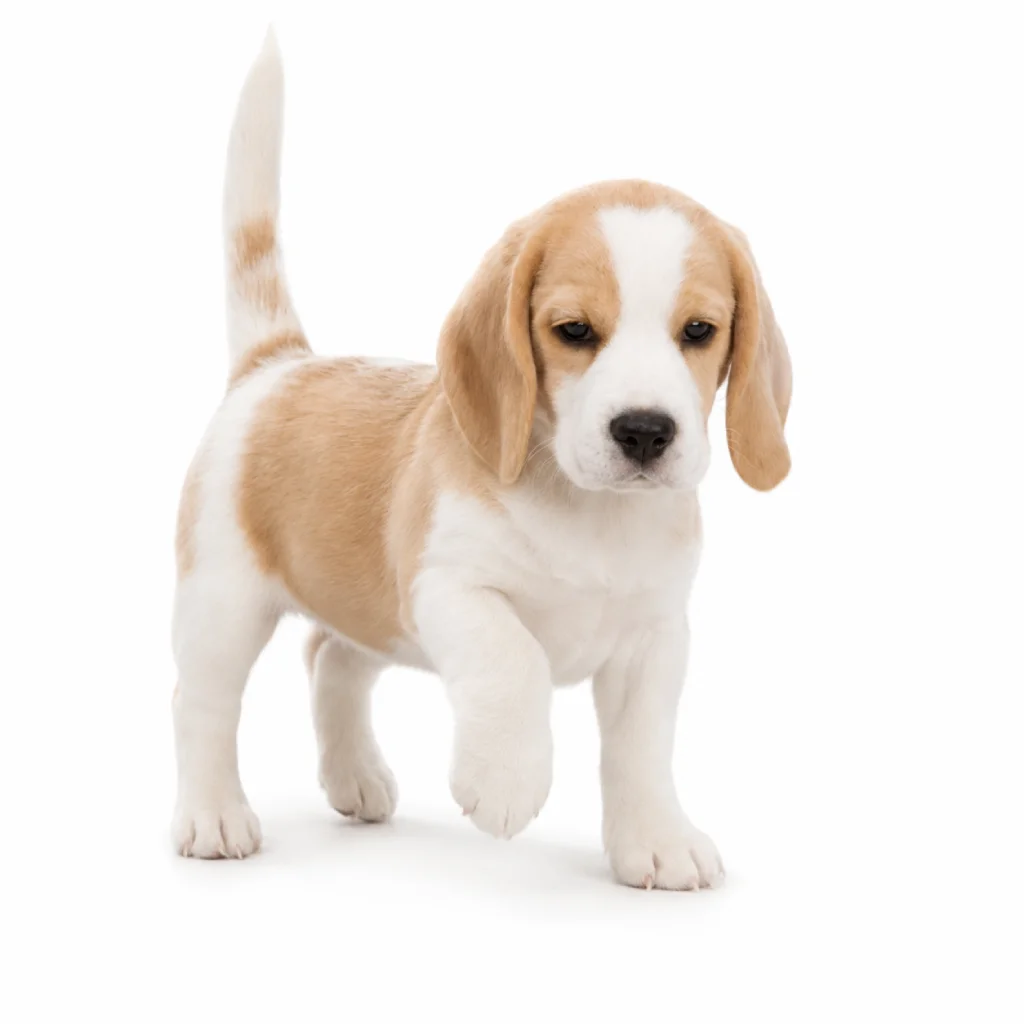 Beagle Pocket foto 4
