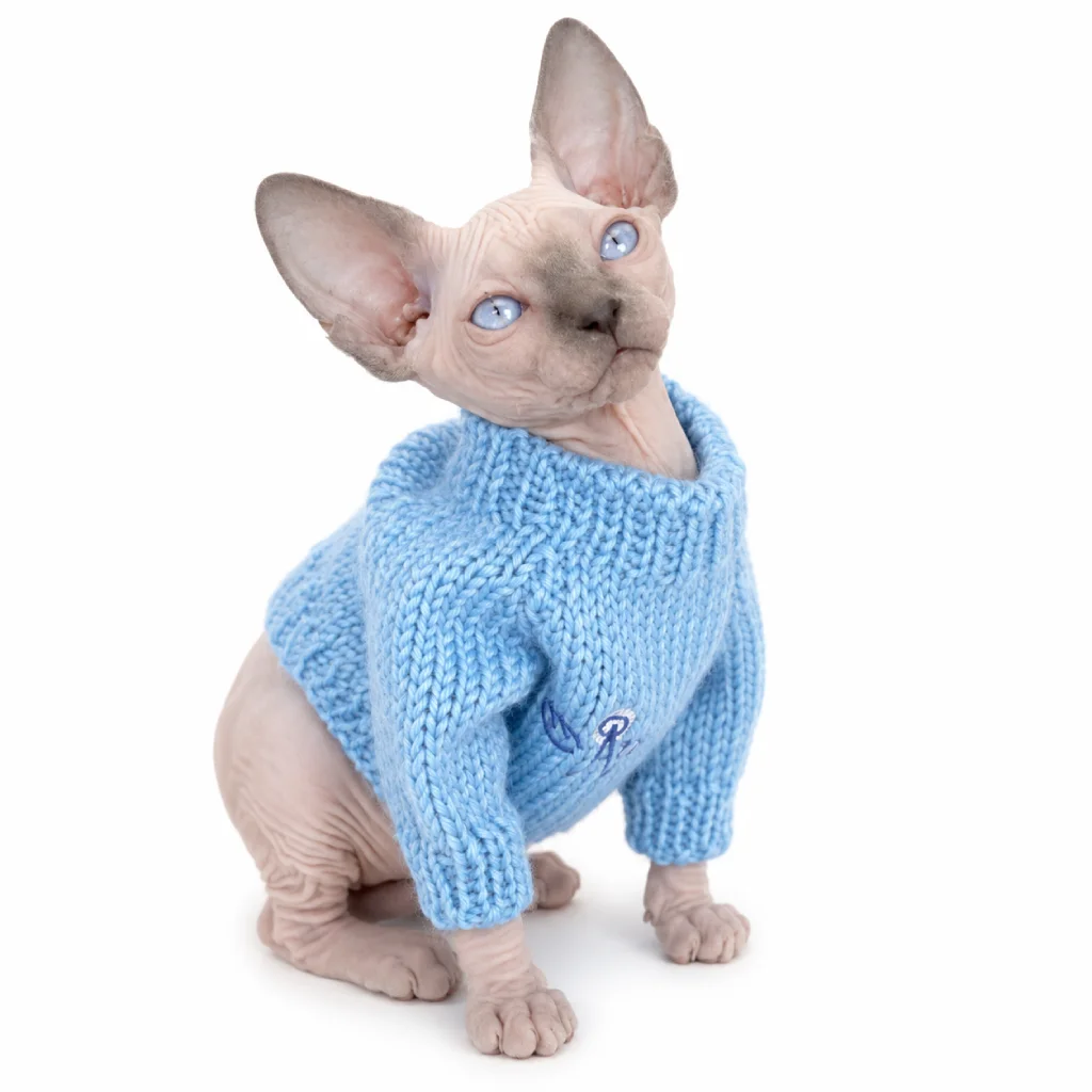 Sphynx foto 2