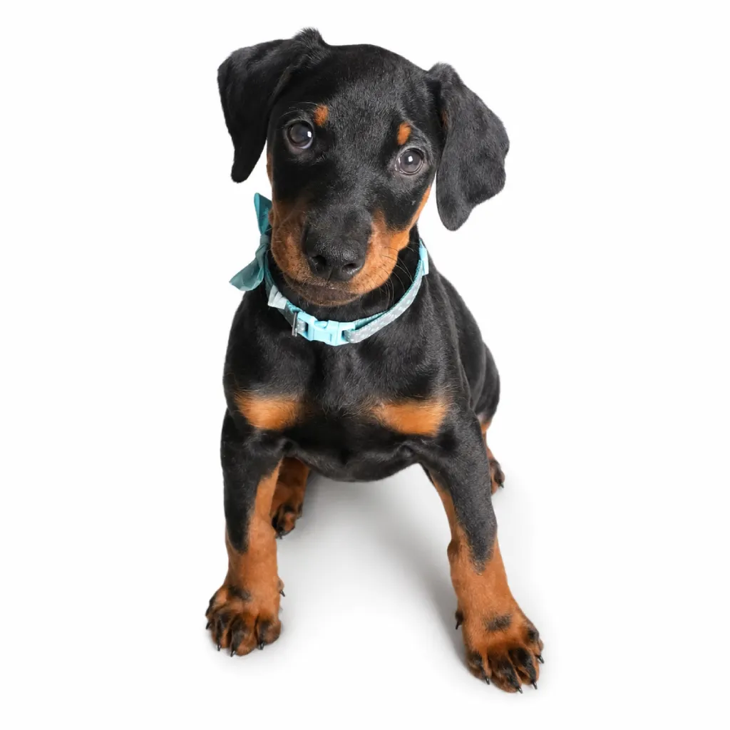Doberman Pinscher foto 4
