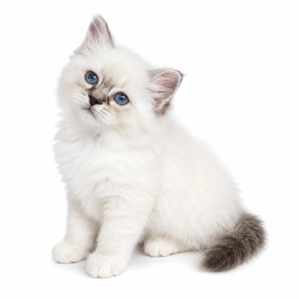 Ragamuffin foto 3