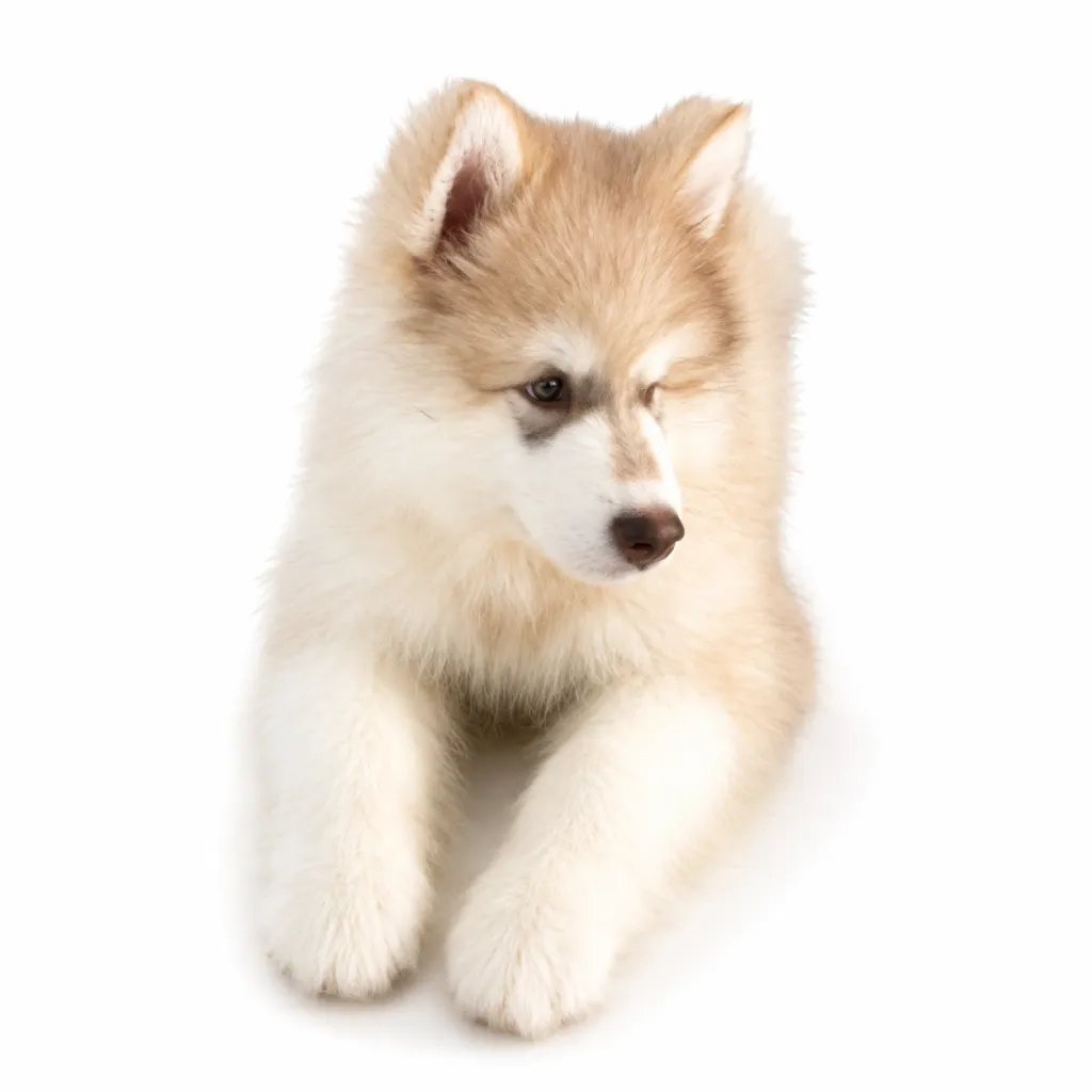 Cachorro Alaskan Malamute en Colombia