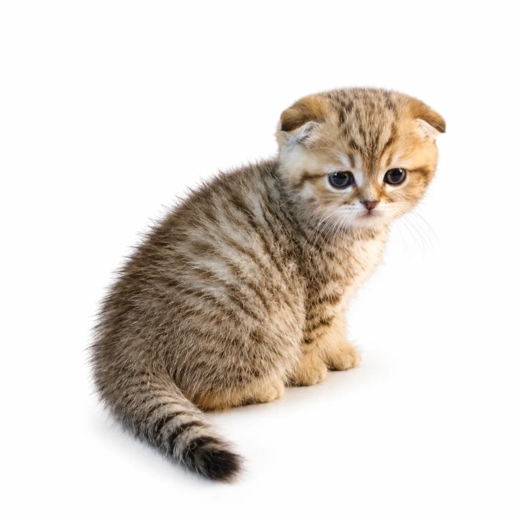 Scottish Fold foto 2