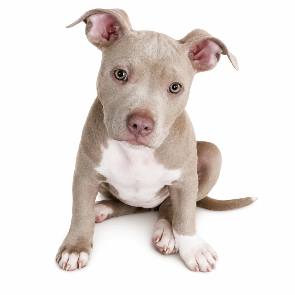American Pitbull Terrier foto 2