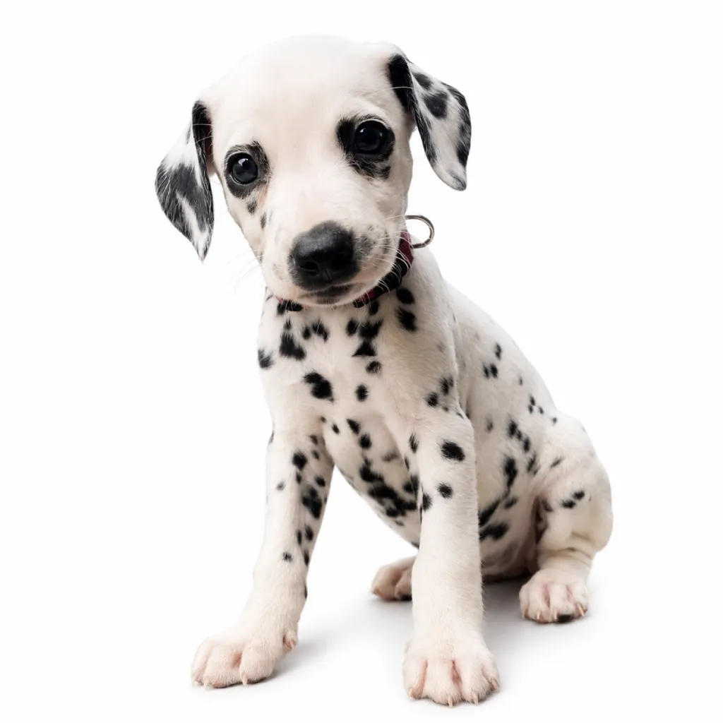 Cachorro Dálmata en Colombia
