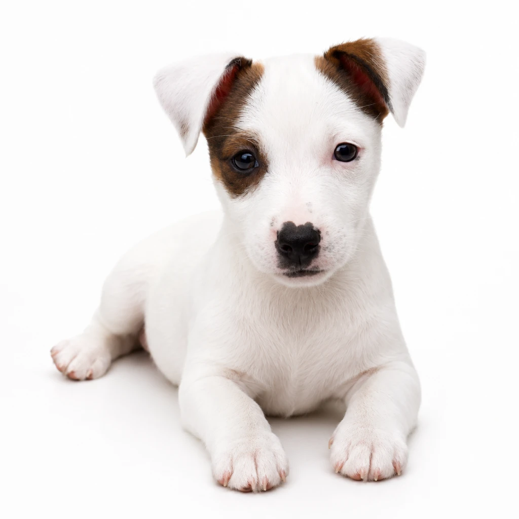 Jack Russell Terrier foto 4