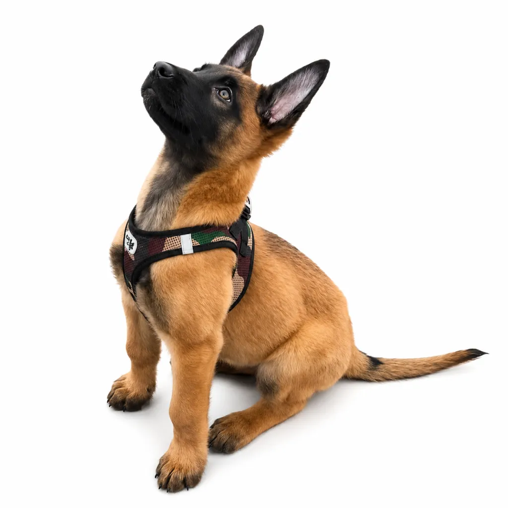 Pastor Belga Malinois foto 2