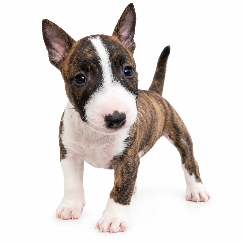 Bull Terrier foto 2