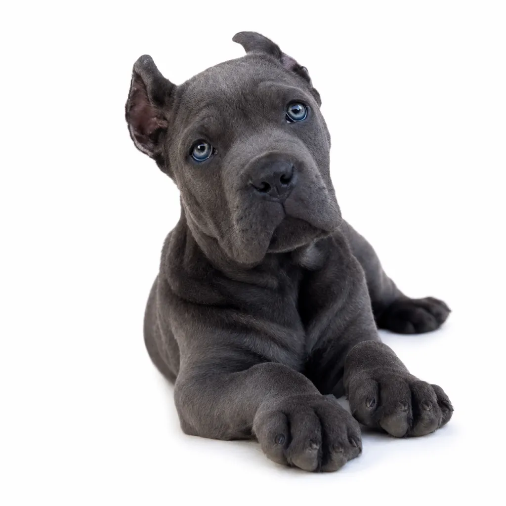 Cane Corso foto 3