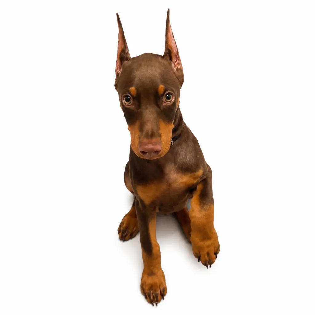 Doberman Pinscher foto 2