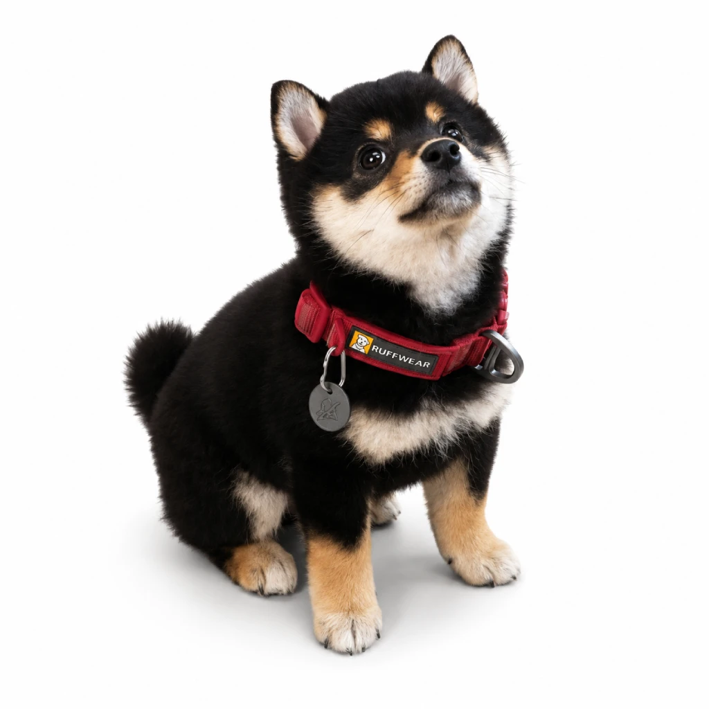 Shiba Inu foto 4