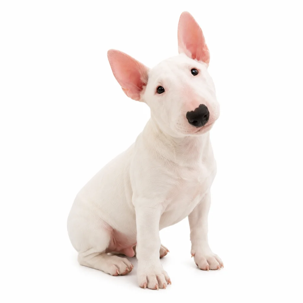 Bull Terrier foto 3