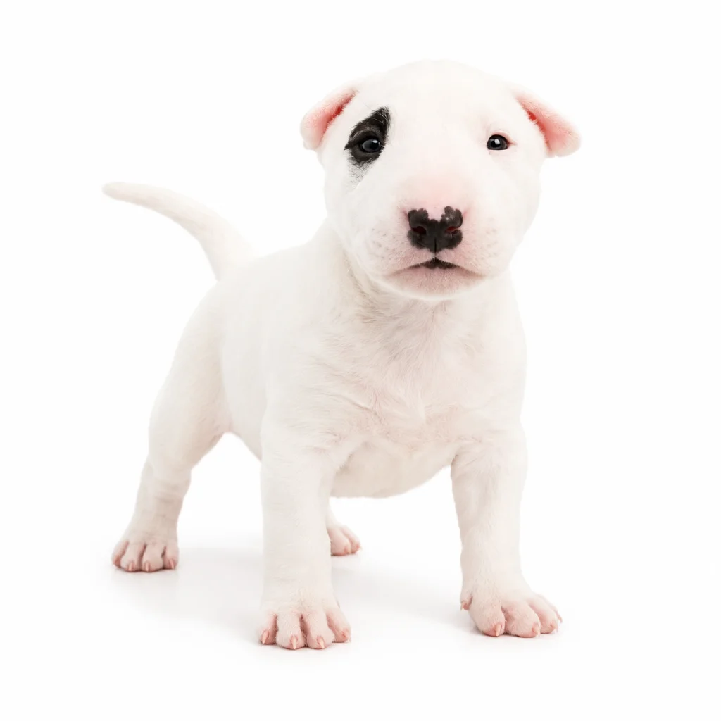 Cachorro Bull Terrier en Colombia