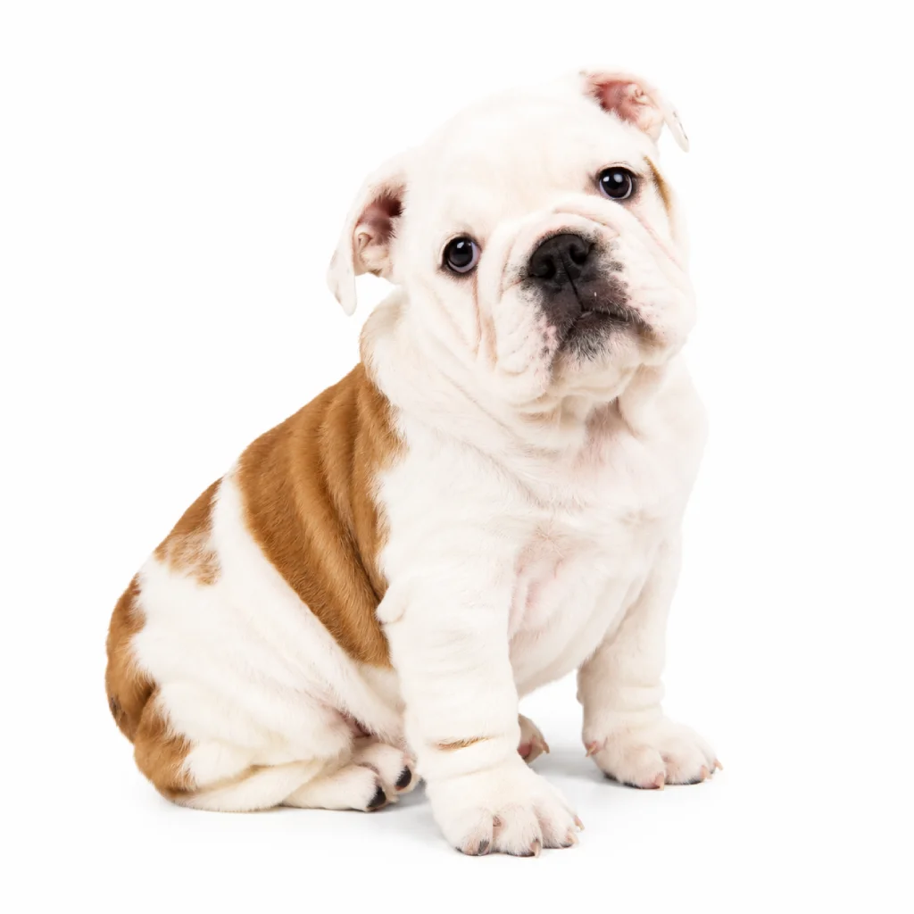 Precio Bulldog Inglés en Colombia 2026 · foto 2