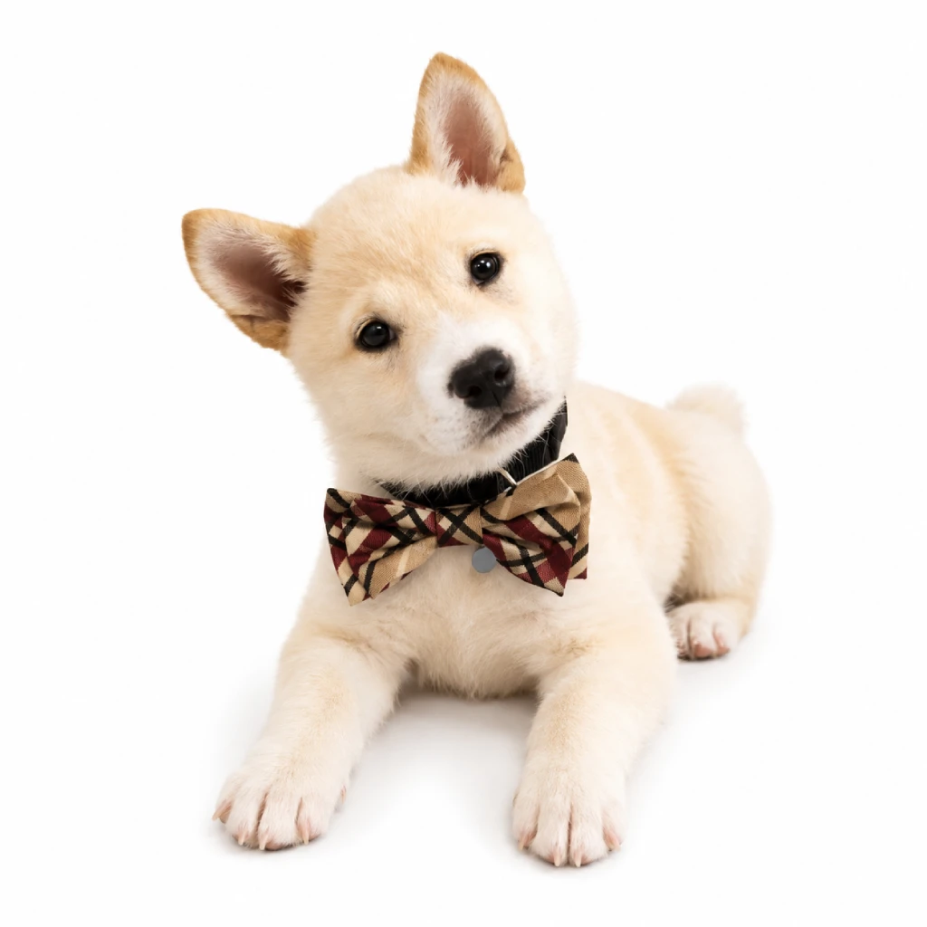 Cachorro Shiba Inu en Colombia