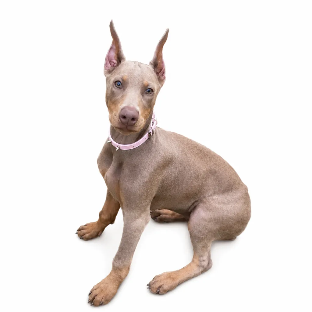 Doberman Pinscher foto 3