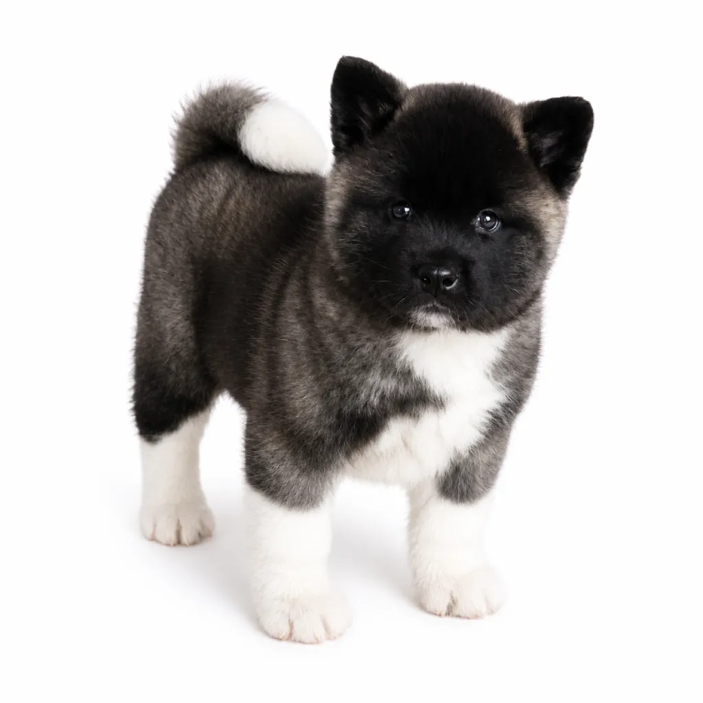 Cachorro Akita Inu en Colombia