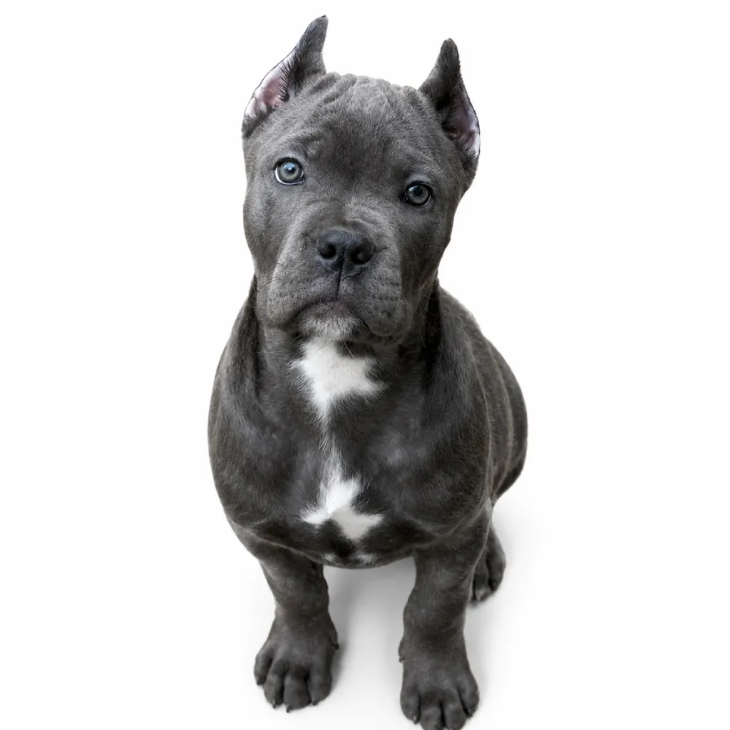 Cane Corso foto 2