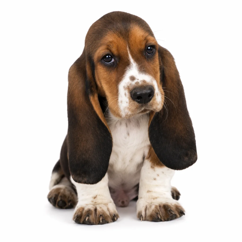 Basset Hound Mini foto 2