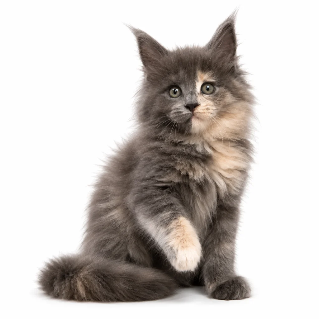 Maine Coon foto 2