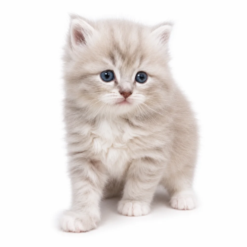 Ragamuffin foto 4